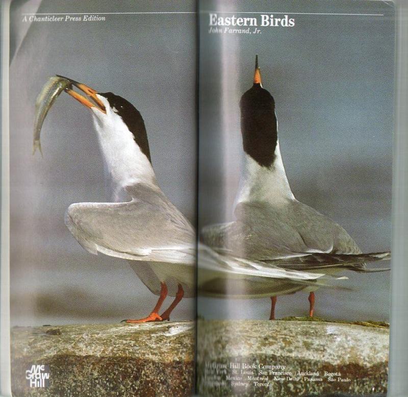 Image for Eastern Birds: An Audubon Handbook