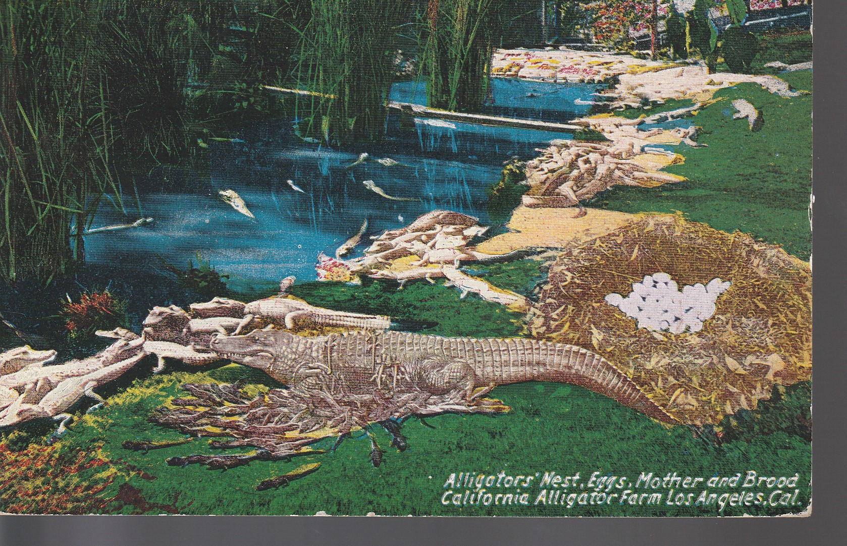 Alligator Farm Los Angeles CA Nest Eggs Mother Brood 1922 Postcard 1 Washington