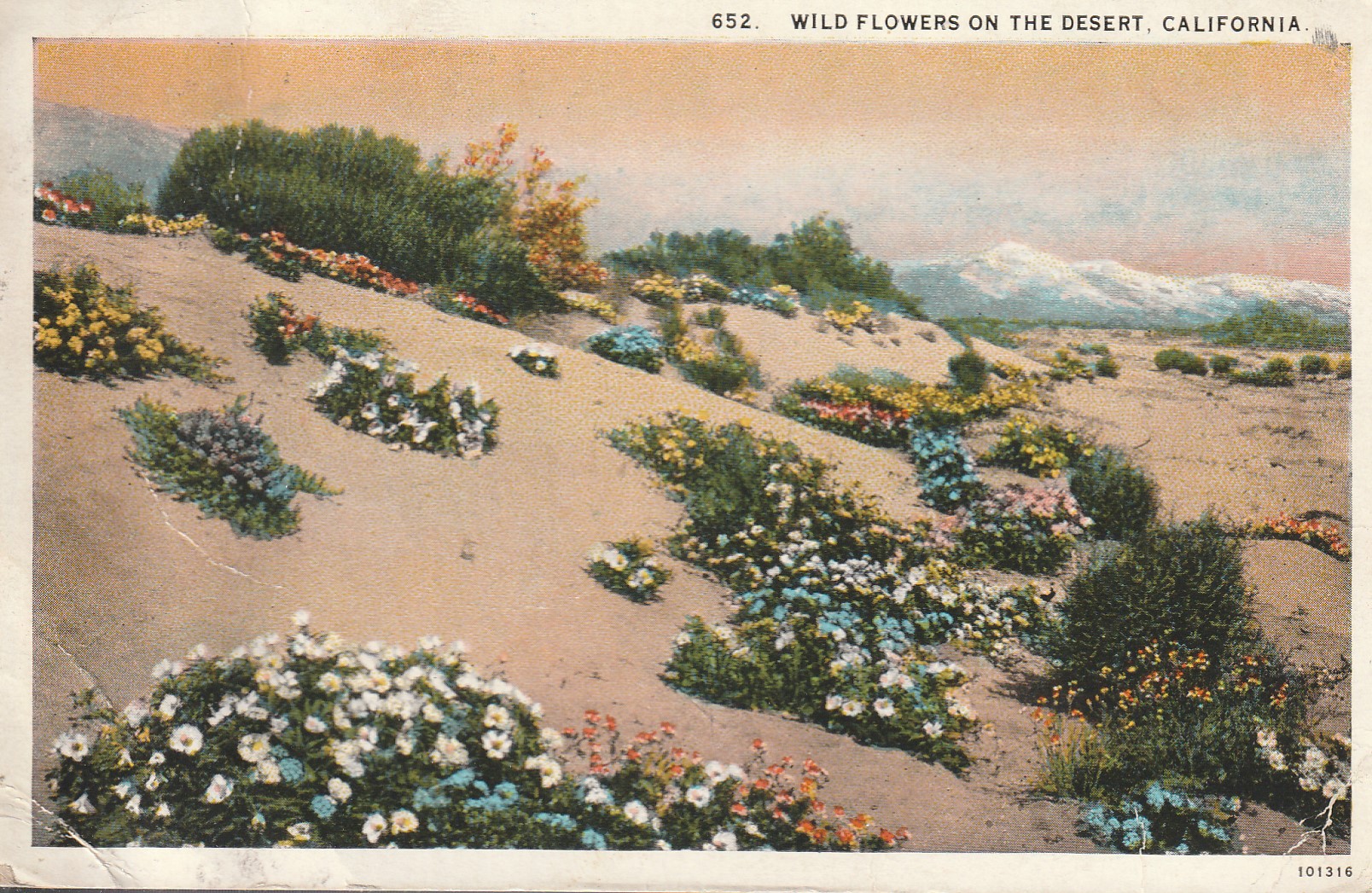 Wildflowers California Desert 1927 2 Washingtons Mailed to Czechoslovakia; Postcard