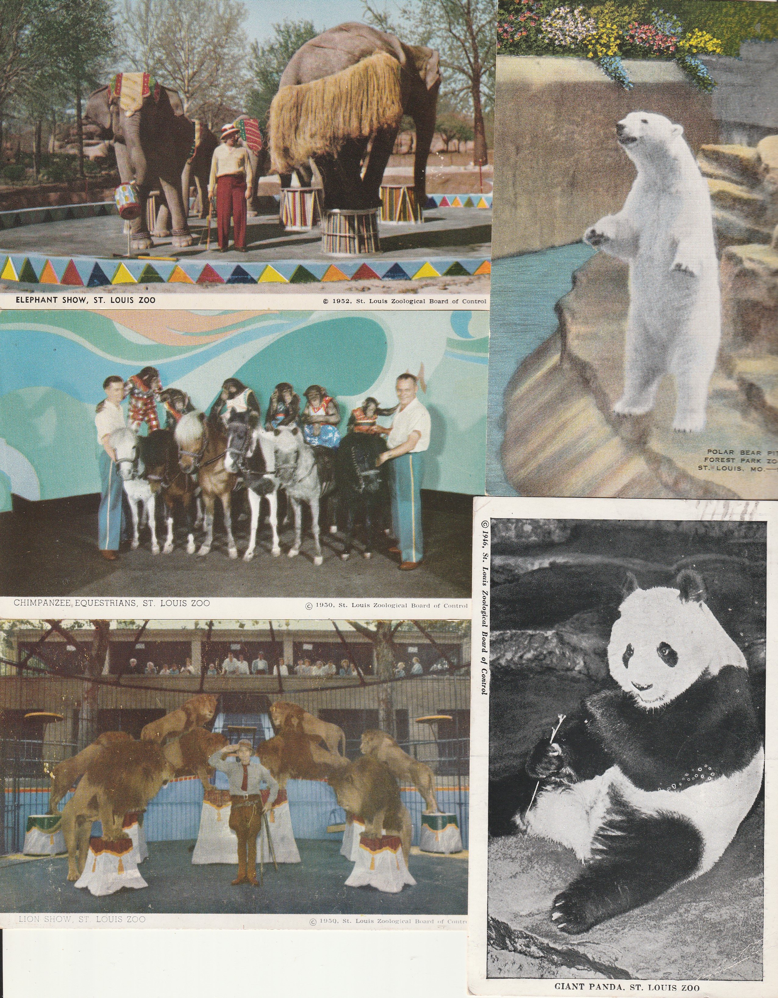 St. Louis Zoo Historic Shows & Animals 1946-52, Lot x5 Photo Postcards