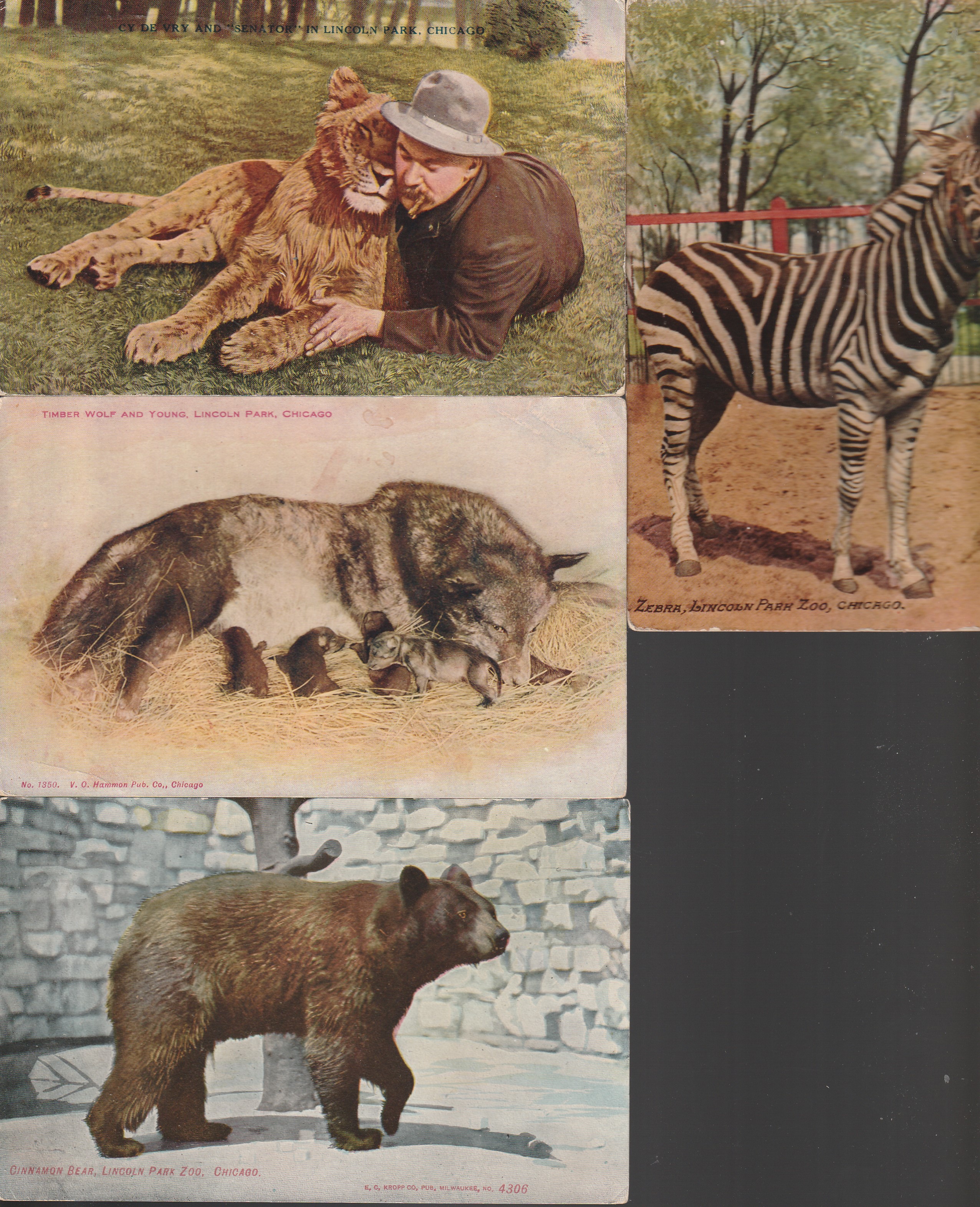 Lincoln Park Zoo x4 Historic Animal Photo Postcards 1910 Chicago IL Rare